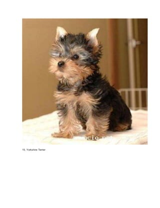 15. Yorkshire Terrier 
 