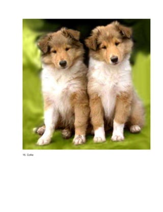 16. Collie 
 