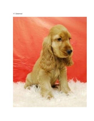 17. Doberman 
 