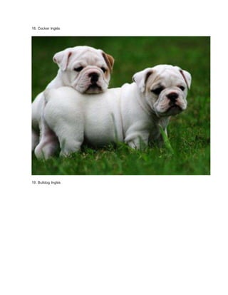 18. Cocker Inglés 
19. Bulldog Inglés 
 