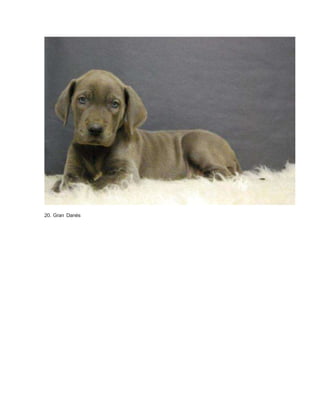 20. Gran Danés 
 