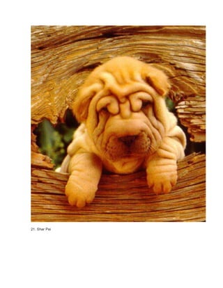21. Shar Pei 
 