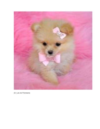 22. Lulú de Pomerania 
 