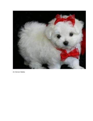 23. Bichon Maltés 
 