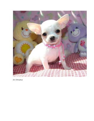 25. Chihuahua 
 