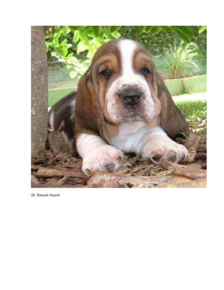 26. Basset Hound 
 