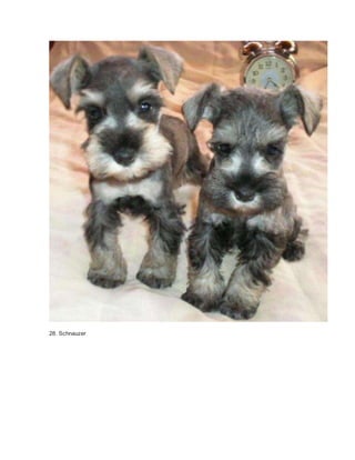 28. Schnauzer 
 