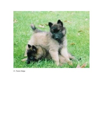 31. Pastor Belga 
 