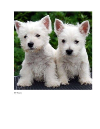 32. Westie 
 