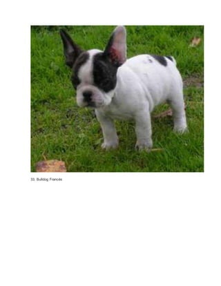 33. Bulldog Francés 
 