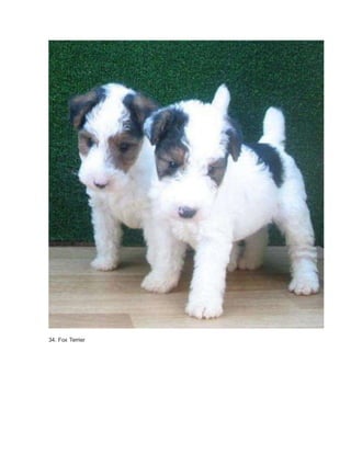 34. Fox Terrier 
 