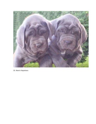 35. Mastín Napolitano 
 