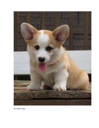 36. Welsh Corgi 
 