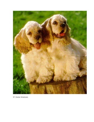 37. Cocker Americano 
 