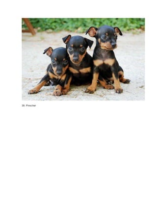 39. Pinscher 
 