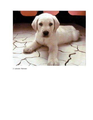 3. Labrador Retriever 
 
