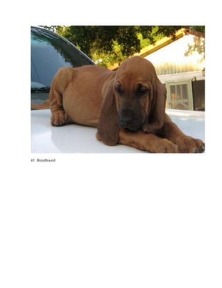 41. Bloodhound 
 