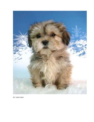 42. Lahsa Apso 
 