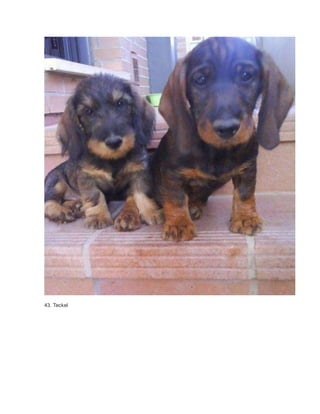 43. Teckel 
 