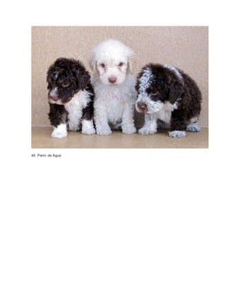 44. Perro de Agua 
 