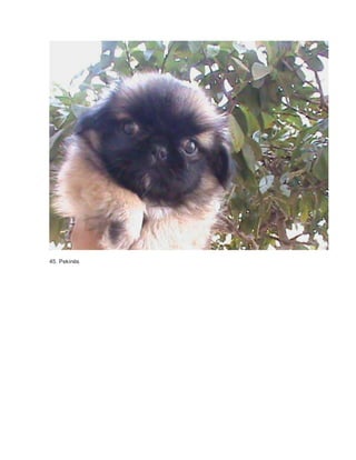 45. Pekinés 
 