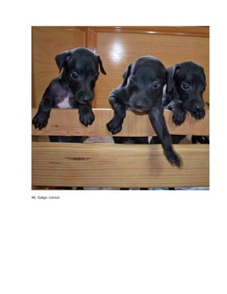 46. Galgo común 
 
