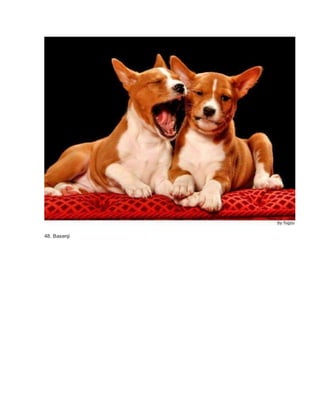 48. Basenji 
 