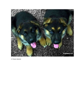 4. Pastor Alemán 
 