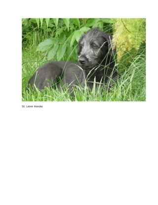 50. Lebrel Irlandés 
