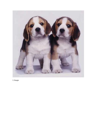 5. Beagle 
 