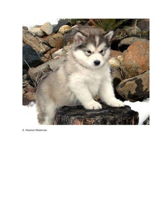6. Alaskan Malamute 
 