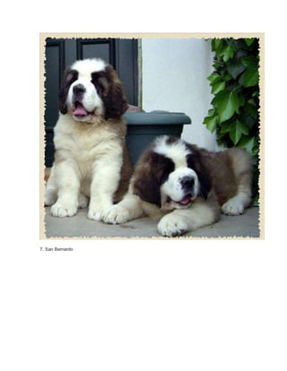 7. San Bernardo 
 