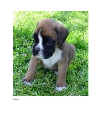 8. Boxer 
 