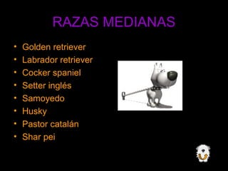 RAZAS MEDIANAS 
• Golden retriever 
• Labrador retriever 
• Cocker spaniel 
• Setter inglés 
• Samoyedo 
• Husky 
• Pastor catalán 
• Shar pei 
 