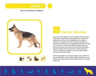 GRUPO 1 
Perros de Pastoreo y Boyeros 
Pastor Alemán 
Esta raza ha sido utilizada en muchos trabajos, demostrando en 
todos ellos su capacidad para desarrollarlos con empeño. Los 
predecesores de esta raza se empleaban para el cuidado y 
protección de rebaños contra los ataques de los lobos. Los 
estudios demuestran que es un descendiente del lobo de la India, 
que se conoce en nuestros días. El Pastor Alemán posee una 
estructura física que ha conservado características del antiguo 
jefe de la estirpe, como lo demuestra la conformación de su 
cráneo y en general su apariencia, por lo que la gente llega a 
conocerlo como el perro lobo. 
Su función principal es ser pastor de ovejas y vacas, además de 
que ha sobresalido en otros trabajos útiles al hombre como son 
guardián, perro guía, policía, rescate, defensa, detector de drogas, 
entre otros. 
 