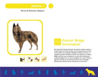 GRUPO 1 
Perros de Pastoreo y Boyeros 
Pastor Belga 
Groendael 
Este desciende del apareamiento de pastores ovejeros negros y 
de pelo largo. Su función también es la de pastoreo pero se han 
encontrado en la actualidad cualidades excelentes para ser un 
magnífico guardián doméstico. Cuando uno observa a un Pastor 
Belga lo primero que se detecta es un perro bien balanceado, 
cuadrado, elegante, con un porte orgulloso. Es un perro fuerte y 
ágil, lleno de vida. Sus características hacen que se distingan 
fácilmente las hembras de los machos por su estructura. 
 