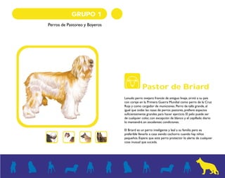 GRUPO 1 
Perros de Pastoreo y Boyeros 
Pastor de Briard 
Lanudo perro ovejero francés de antiguo linaje, sirvió a su país 
con coraje en la Primera Guerra Mundial como perro de la Cruz 
Roja y como cargador de municiones. Perro de talla grande, al 
igual que todas las razas de perros pastores, prefiere espacios 
suficientemente grandes para hacer ejercicio. El pelo puede ser 
de cualquier color, con excepción de blanco y el cepillado diario 
lo mantendrá en excelentes condiciones. 
El Briard es un perro inteligente y leal a su familia pero es 
preferible llevarlo a casa siendo cachorro cuando hay niños 
pequeños. Espere que este perro protector lo alerte de cualquier 
cosa inusual que suceda. 
 