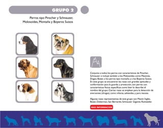 GRUPO 2 
Perros tipo Pinscher y Schnauzer, 
Molosoides, Montaña y Boyeros Suizos 
Conjunta a todos los perros con características de Pinscher, 
Schnauzer e incluye también a los Molosoides como Mastines, 
Dogos, Boxer, a los perros tipo montaña y a los Boyeros Suizos. 
En este grupo se encuentran las razas con grandes aptitudes y 
conformación para la guardia y protección, son perros con 
características físicas específicas como bien lo describe el 
nombre del grupo. Ciertas razas se emplean para la detección de 
enervantes (drogas), como niñeras, salvavidas, y para rescate. 
Algunas razas representativas de este grupo son Mastín Inglés, 
Boxer, Doberman, San Bernardo, Schnauzer Gigante, Rottweiler. 
 