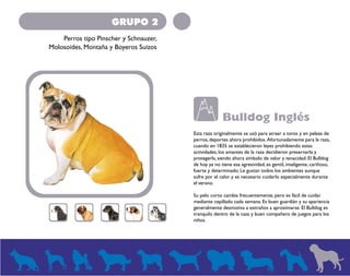 GRUPO 2 
Perros tipo Pinscher y Schnauzer, 
Molosoides, Montaña y Boyeros Suizos 
Bulldog Inglés 
Esta raza originalmente se usó para atraer a toros y en peleas de 
perros, deportes ahora prohibidos. Afortunadamente para la raza, 
cuando en 1835 se establecieron leyes prohibiendo estas 
actividades, los amantes de la raza decidieron preservarla y 
protegerla, siendo ahora símbolo de valor y tenacidad. El Bulldog 
de hoy ya no tiene esa agresividad, es gentil, inteligente, cariñoso, 
fuerte y determinado. Le gustan todos los ambientes aunque 
sufre por el calor y es necesario cuidarlo especialmente durante 
el verano. 
Su pelo corto cambia frecuentemente, pero es fácil de cuidar 
mediante cepillado cada semana. Es buen guardián y su apariencia 
generalmente desmotiva a extraños a aproximarse. El Bulldog es 
tranquilo dentro de la casa y buen compañero de juegos para los 
niños. 
 