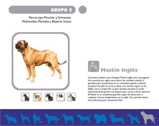 GRUPO 2 
Perros tipo Pinscher y Schnauzer, 
Molosoides, Montaña y Boyeros Suizos 
Mastín Inglés 
Conocido también como Antiguo Mastín Inglés, esta raza gigante 
fue conocida por siglos como perro de combate, cazador y 
guardián pero actualmente es un compañero gentil y valiente 
protector. Su pelo es corto y denso, con marcas negras en los 
belfos, nariz y orejas. Por su gran tamaño, necesita un jardín 
suficientemente grande, con espacio para correr y hacer ejercicio. 
El Mastín es un excelente guardián, capaz de atemorizar a 
cualquier intruso simplemente con su talla. Una caminata diaria 
será suficiente para mantenerlo feliz. 
 