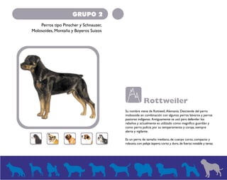 GRUPO 2 
Perros tipo Pinscher y Schnauzer, 
Molosoides, Montaña y Boyeros Suizos 
Rottweiler 
Su nombre viene de Rottweil, Alemania. Desciende del perro 
molosoide en combinación con algunos perros bávaros y perros 
pastores indígenas. Antiguamente se usó para defender los 
rebaños y actualmente es utilizado como magnífico guardián y 
como perro policía por su temperamento y coraje, siempre 
alerta y vigilante. 
Es un perro de tamaño mediano, de cuerpo corto, compacto y 
robusto, con pelaje áspero, corto y duro, de fuerza notable y tenaz. 
 