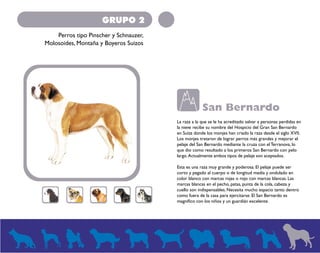 GRUPO 2 
Perros tipo Pinscher y Schnauzer, 
Molosoides, Montaña y Boyeros Suizos 
San Bernardo 
La raza a la que se le ha acreditado salvar a personas perdidas en 
la nieve recibe su nombre del Hospicio del Gran San Bernardo 
en Suiza donde los monjes han criado la raza desde el siglo XVII. 
Los monjes trataron de lograr perros más grandes y mejorar el 
pelaje del San Bernardo mediante la cruza con el Terranova, lo 
que dio como resultado a los primeros San Bernardo con pelo 
largo. Actualmente ambos tipos de pelaje son aceptados. 
Esta es una raza muy grande y poderosa. El pelaje puede ser 
corto y pegado al cuerpo o de longitud media y ondulado en 
color blanco con marcas rojas o rojo con marcas blancas. Las 
marcas blancas en el pecho, patas, punta de la cola, cabeza y 
cuello son indispensables. Necesita mucho espacio tanto dentro 
como fuera de la casa para ejercitarse. El San Bernardo es 
magnífico con los niños y un guardián excelente. 
 