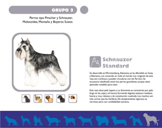GRUPO 2 
Perros tipo Pinscher y Schnauzer, 
Molosoides, Montaña y Boyeros Suizos 
Schnauzer 
Standard 
Se desarrolló en Wurttemberg, Alemania, se ha difundido en Suiza 
y Alemania y es conocido en todo el mundo. Los orígenes de esta 
raza son confusos y pueden vincularse con los Terriers. Se 
encuentra clasificado entre los perros guardianes aunque tiene 
aptitudes notables para cazar. 
Esta raza tiene pelo áspero y su fisonomía se caracteriza por pelo 
largo en las cejas y el hocico, formando bigotes; estatura mediana, 
fuerte y muy robusta y de constitución cuadrada. Los machos son 
más cortos que las hembras. De temperamento vigoroso, es 
nervioso pero con confiabilidad extrema. 
 