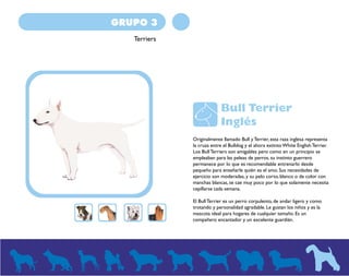 GRUPO 3 
Terriers 
Bull Terrier 
Inglés 
Originalmente llamado Bull y Terrier, esta raza inglesa representa 
la cruza entre el Bulldog y el ahora extinto White English Terrier. 
Los Bull Terriers son amigables pero como en un principio se 
empleaban para las peleas de perros, su instinto guerrero 
permanece por lo que es recomendable entrenarlo desde 
pequeño para enseñarle quién es el amo. Sus necesidades de 
ejercicio son moderadas, y su pelo corto, blanco o de color con 
manchas blancas, se cae muy poco por lo que solamente necesita 
cepillarse cada semana. 
El Bull Terrier es un perro corpulento, de andar ligero y como 
trotando y personalidad agradable. Le gustan los niños y es la 
mascota ideal para hogares de cualquier tamaño. Es un 
compañero encantador y un excelente guardián. 
 