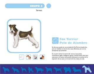 GRUPO 3 
Terriers 
Fox Terrier 
Pelo de Alambre 
Se dice que puede ser una variedad de Fox Terrier de pelo liso, 
pero en realidad se trata de dos razas diferentes, aún con las 
semejanzas que presentan. 
Es un perro útil en la cacería del zorro ya que posee 
movimientos ágiles, inteligencia aguda y siempre alerta, listo para 
reaccionar a la menor provocación; demuestra su carácter en la 
expresión de sus ojos y en el porte de las orejas y la cola. 
 