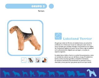 GRUPO 3 
Terriers 
Lakeland Terrier 
Al igual que todos los Terriers, el Lakeland tiene una actitud de 
confianza en sí mismo, por lo que se usaba para cazar zorras y 
otros animales que causaban estragos a los granjeros en la región 
de Cumberland, Inglaterra. A pesar de ser bravo y ágil, el Lakeland 
es lo suficientemente delgado para perseguir a su presa en 
espacios angostos. 
Su pelaje denso, doble y fuerte no cambia frecuentemente y viene 
en variedad de colores que van del blanco al paja. El Lakeland es 
fuerte y activo, muy buen guardián y compañero interesante. 
Es necesario entrenarlo frecuentemente en sesiones cortas y 
divertidas y nunca permitir que piense que él es el que manda. 
 