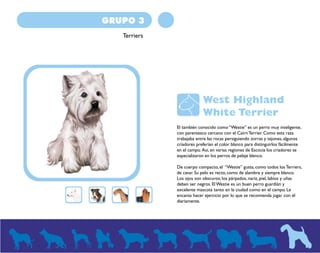 GRUPO 3 
Terriers 
West Highland 
White Terrier 
El también conocido como “Westie” es un perro muy inteligente, 
con parentesco cercano con el Cairn Terrier. Como esta raza 
trabajaba entre las rocas persiguiendo zorras y tejones, algunos 
criadores preferían el color blanco para distinguirlos fácilmente 
en el campo. Así, en varias regiones de Escocia los criadores se 
especializaron en los perros de pelaje blanco. 
De cuerpo compacto, el “Westie” gusta, como todos los Terriers, 
de cavar. Su pelo es recto, como de alambre y siempre blanco. 
Los ojos son obscuros; los párpados, nariz, piel, labios y uñas 
deben ser negros. El Westie es un buen perro guardián y 
excelente mascota tanto en la ciudad como en el campo. Le 
encanta hacer ejercicio por lo que se recomienda jugar con él 
diariamente. 
 