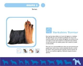 GRUPO 3 
Terriers 
Yorkshire Terrier 
Esta raza fue desarrollada en el norte de Inglaterra a mediados 
del siglo XIX para que controlara la población de ratas en las 
minas de carbón y en los molinos de algodón. Los cachorros son 
casi negros al nacer pero el pelo se va aclarando hasta obtener 
un tono azul acero, con cabeza y patas color castaño al cumplir 
un año de edad. 
Esta raza no es recomendable para niños sino para personas que 
pueden estar todo el día en casa brindándole atención y cariño. 
El “Yorkie” tiene actitud de perro grande y fuertes instintos de 
Terrier, es un perfecto vigilante y realmente requiere de poco 
ejercicio. 
 