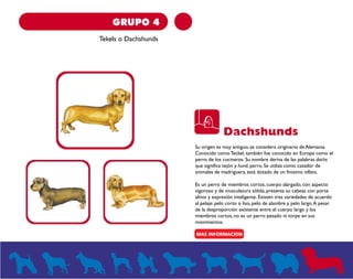 GRUPO 4 
Tekels o Dachshunds 
Dachshunds 
Su origen es muy antiguo, se considera originario de Alemania. 
Conocido como Teckel, también fue conocido en Europa como el 
perro de los cocineros. Su nombre deriva de las palabras dachs 
que significa tejón y hund, perro. Se utiliza como cazador de 
animales de madriguera, está dotado de un finísimo olfato. 
Es un perro de miembros cortos, cuerpo alargado, con aspecto 
vigoroso y de musculatura sólida, presenta su cabeza con porte 
altivo y expresión inteligente. Existen tres variedades de acuerdo 
al pelaje: pelo corto o liso, pelo de alambre y pelo largo. A pesar 
de la desproporción existente entre el cuerpo largo y los 
miembros cortos, no es un perro pesado ni torpe en sus 
movimientos. 
 