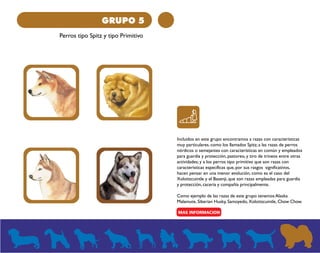 GRUPO 5 
Perros tipo Spitz y tipo Primitivo 
Incluidos en este grupo encontramos a razas con características 
muy particulares, como los llamados Spitz; a las razas de perros 
nórdicos o semejantes con características en común y empleados 
para guardia y protección, pastoreo, y tiro de trineos entre otras 
actividades; y a los perros tipo primitivo que son razas con 
características específicas que, por sus rasgos significativos, 
hacen pensar en una menor evolución, como es el caso del 
Xoloitzcuintle y el Basenji, que son razas empleadas para guardia 
y protección, cacería y compañía principalmente. 
Como ejemplo de las razas de este grupo tenemos Alaska 
Malamute, Siberian Husky, Samoyedo, Xoloitzcuintle, Chow Chow. 
 